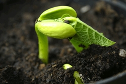 Mgr. Šárka Malinkovičková