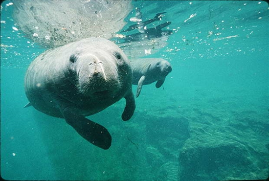 Mgr. Libuše Slavíková