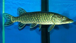 Profilový obrázek učitele