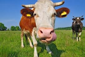 Mgr. Slečna Lenka Svobodová